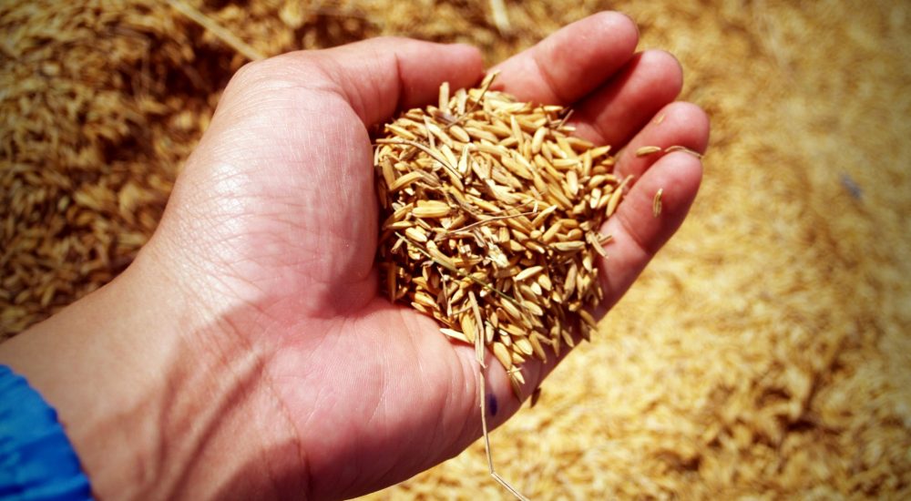 Reiskörner für Reisprotein Reiskörner für Reisprotein